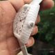 Replica Franck Muller Geneve White Croco Watch White Caramic (3)_th.jpg